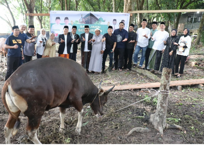 Bank Jambi Kurban 42 Ekor Sapi dan 5 Ekor Kambing