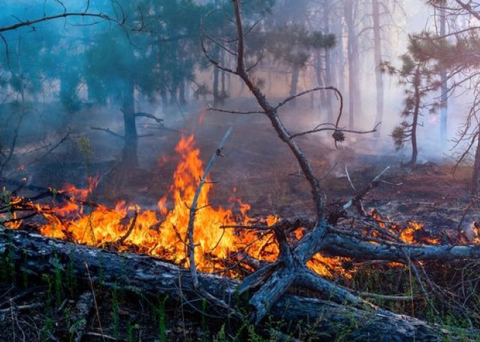 Sebanyak 10 Pelaku Pembakaran Hutan dan Lahan Diringkus Polres Jajaran Polda Jambi 