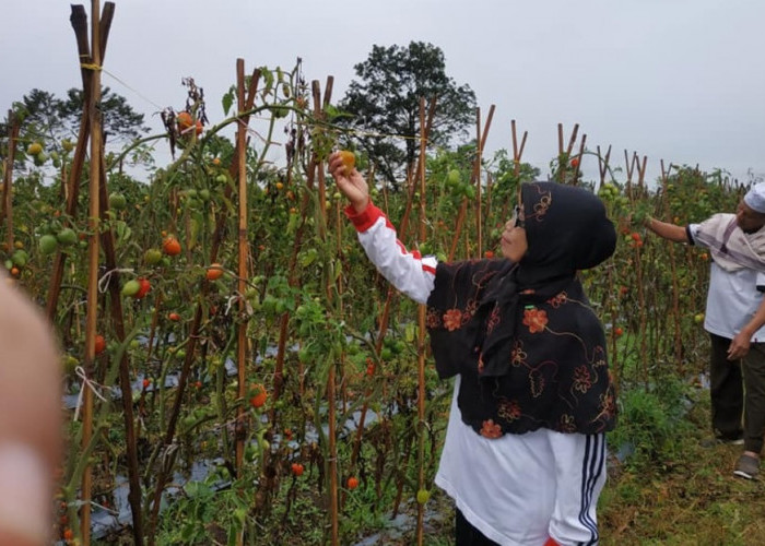 Tips Menanam Sayur di Pekarangan Rumah Bisa Menghasilkan Uang 