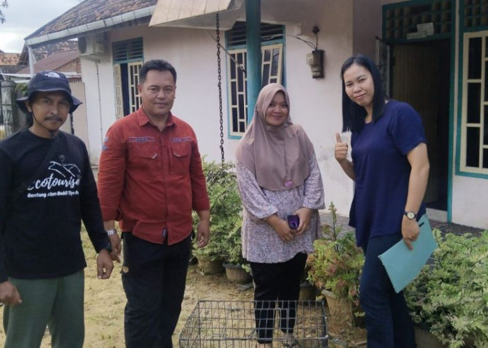 Balai KSDA Jambi Selamatkan Trenggiling di Pemukiman Warga