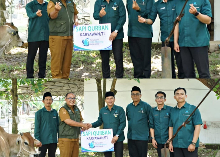 Masya Allah! Tirta Mayang Tebar 22 Sapi Qurban, Warga Kota Jambi Kebanjiran Berkah Idul Adha