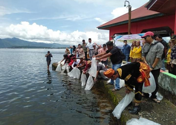 70 Ribu Ekor Ikan Spesies Baru Ditaburkan di Danau Kerinci