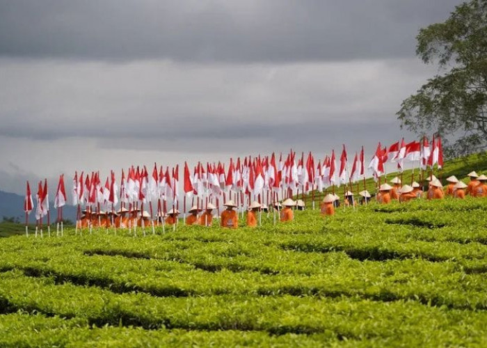 Seabad Kebun Teh Kayu Aro: Warisan Hijau di Lereng Gunung Kerinci