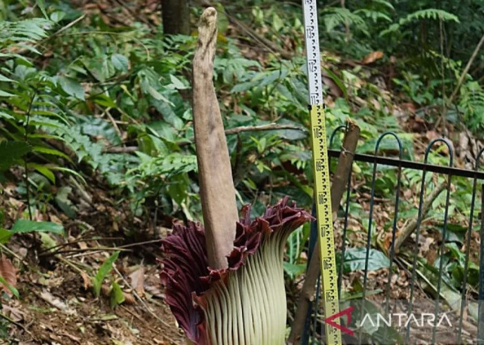Koleksi Bunga Bangkai Raksasa Amorphopallus Titanum Mekar di Kebun Raya Bogor