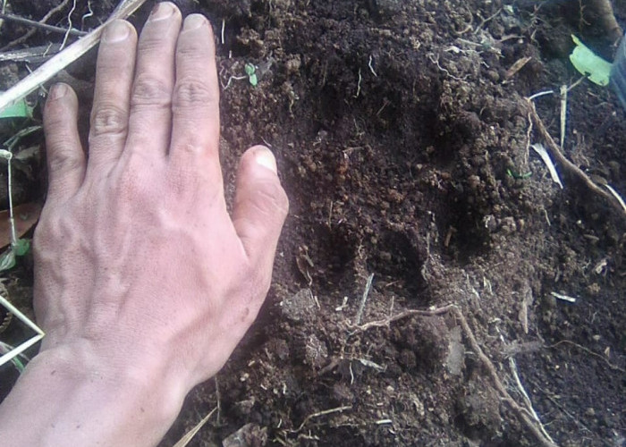 Petani Temukan Jejak Kaki Harimau di RKE, Warga Jadi Takut ke Ladang