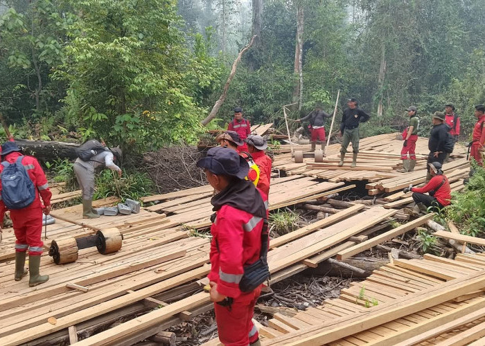 Kemenhut Musnahkan 316 Batang Kayu dan Rel Sepanjang 1 KM di TN Berbak dan Sembilang