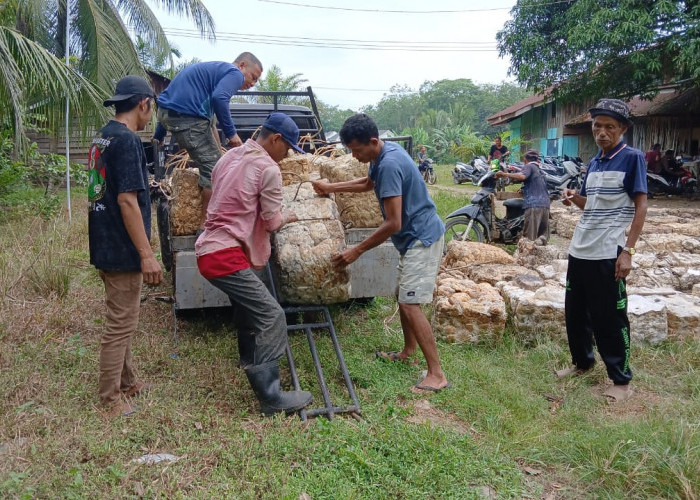 Harga Karet di Bungo Masih Menjanjikan