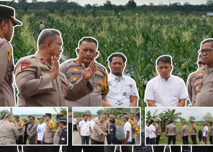 Ketahanan Pangan Jagung Dorong Optimalisasi Lahan Pertanian