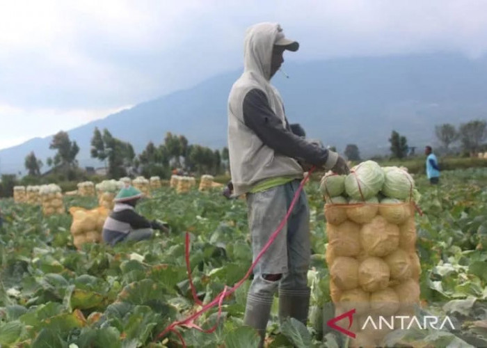 BPS Jambi: Daya Beli Petani Meningkat 13,05 Persen