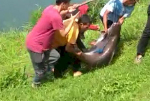 Viral Ikan Patin Seukuran Kambing Terjaring di Danau Lido Bogor