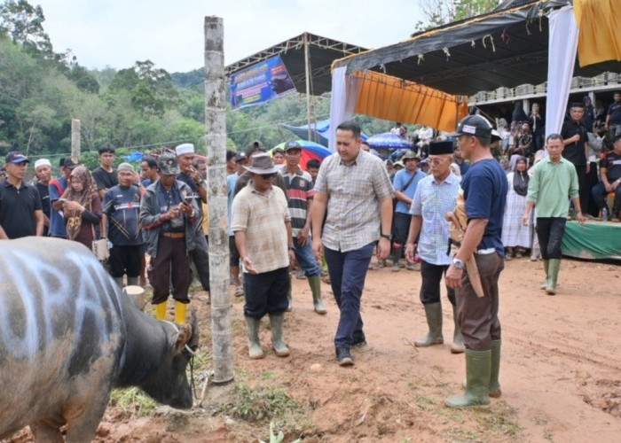 Mantai Kerbau Basamo Datuk Ba Empek Menti Nan Batigo, Bupati M. Syukur Jaga Tradisi Leluhur