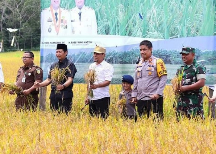 Sekda Tanjabtim Panen Seremonial Padi 