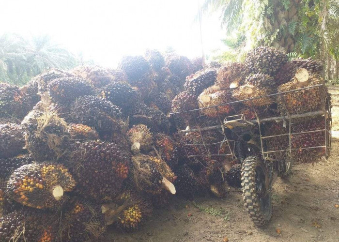 AMBRUK! Harga TBS Kelapa Sawit Provinsi Jambi Merosot Rp 46,42 Per Kilogram, Petani Kejepit