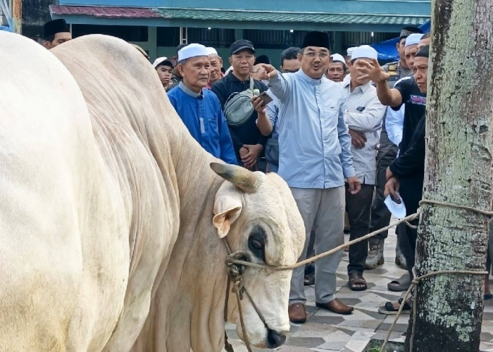 Bupati Anwar Sadat Serahkan Sapi Kurban Bantuan Presiden RI di Masjid Raya Al Muttaqin