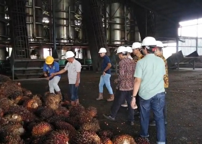 Disbunnak Tanjabtim Awasi Penerapan Harga TBS Sawit di PKS
