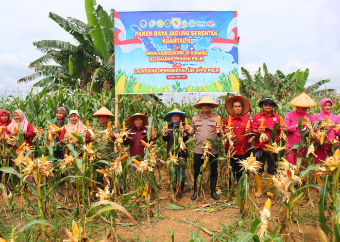 Panen Raya Jagung di Geragai Dukung Swasembada Pangan Nasional