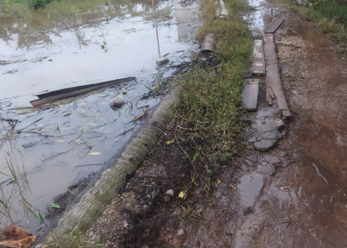 Tanggul di Teluk Majelis Rusak Parah, Warga Keluhkan Kualitas Hasil Perkebunan Kurang Baik