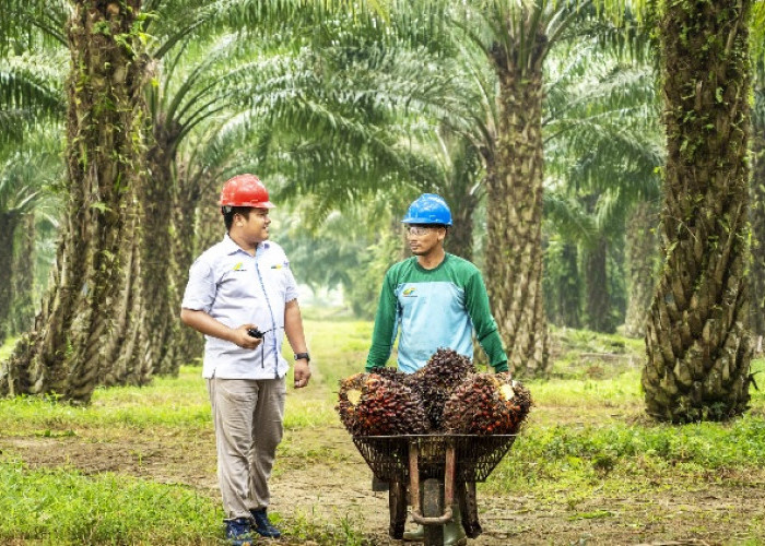 Alhamdulillah! Harga TBS Sawit Jambi Naik Rp 76/Kilogram, Berikut Daftar Harga 21-27 Maret 2025