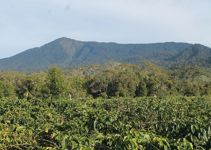  Kopi Jangkat Jadi Andalan Kabupaten Gunung Masurai Jika Jadi Dimekarkan, Ini Lokasi Perkebunannya