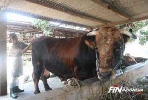 Pembeli Hewan Qurban Menurun, Harga Jual  Sapi Mengalami Kenaikan