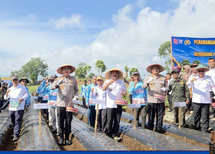 Wako Alfin Ikut Penanaman Serentak Bawang Putih Nasional di Kayu Aro