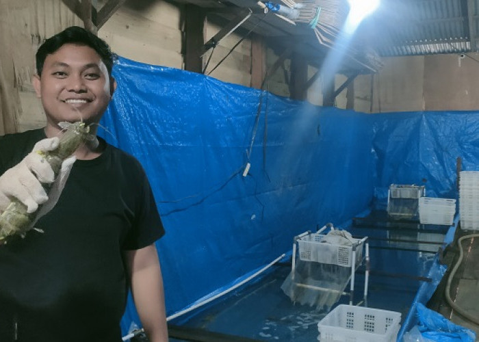 Harga Udang Ketak di Tanjabtim Stabil, Pasokan Berkurang