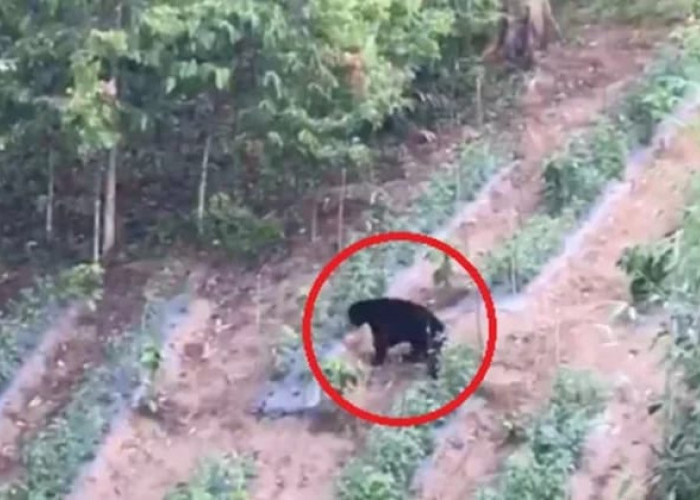 Beruang Masuk Kebun Warga di Kerinci, BBTNKS Lakukan Pemantauan
