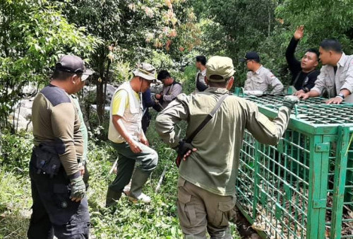 Tiga Perangkap Harimau Dipasang di Renah Kayu Embun Sungai Penuh