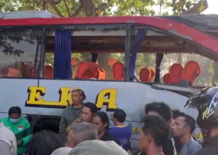 Jalur Ngawi-Madiun Lumpuh Total, Bus Sugeng Rahayu Adu Kambing dengan Bus Eka