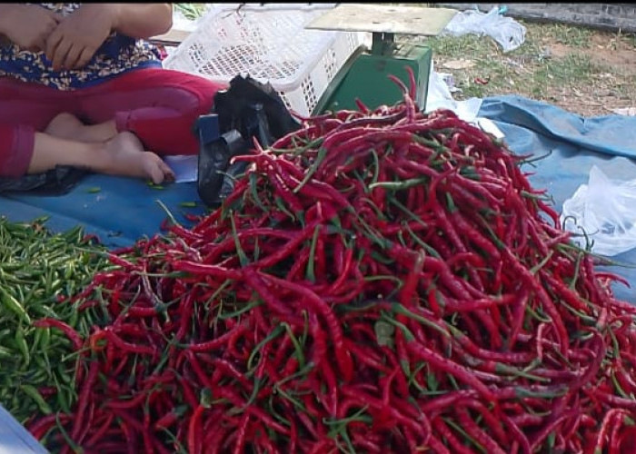 Harga Cabai di Tanjabtim Anjlok, Pasokan Melimpah