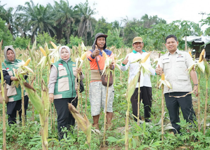 Muhammad Yasir Turun ke Sawah, Apresiasi Panen Raya Cabai dan Kacang Tanah Petani Paal Lima