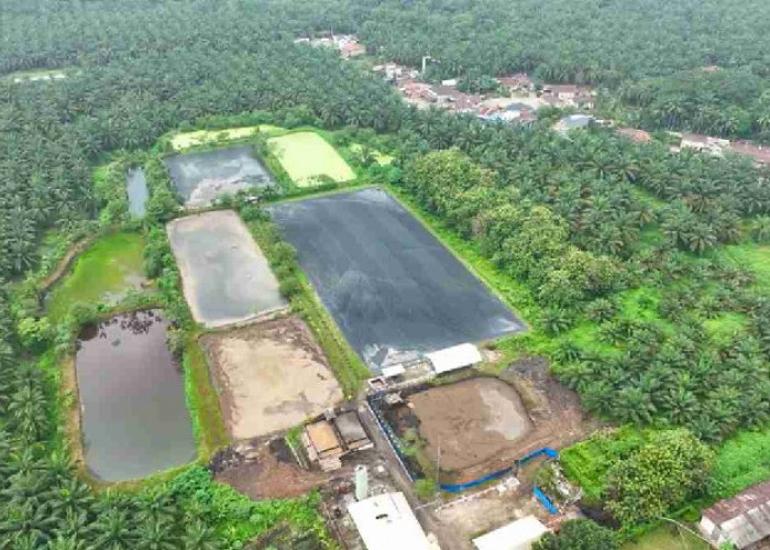 Strategi Hijau PTPN IV PalmCo, Sulap Limbah Sawit Jadi Listrik, Hemat Biaya Rp 39,5 Miliar