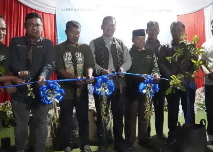 Kopi Kerinci Tembus Pasar Tiongkok, Bukti Daya Saing Robusta Lokal