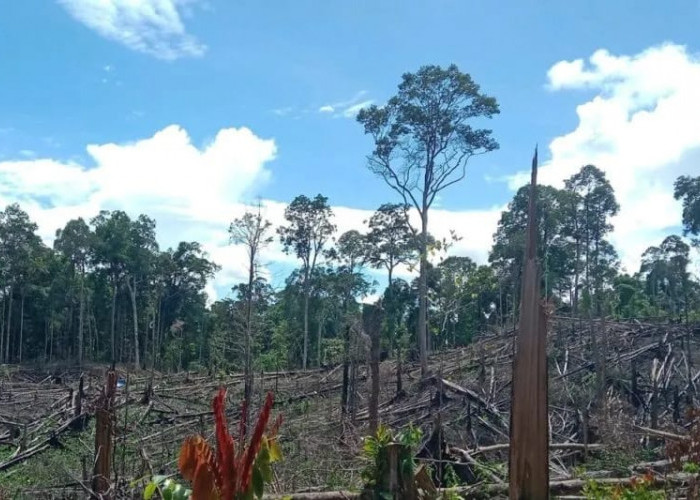 Kemenhut Kuasai Kembali 7.755 Ha Bekas Aktivitas Ilegal di Seblat