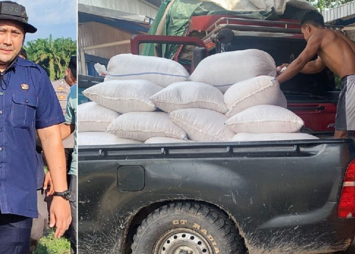 Pemkab Merangin Mulai Jual Produksi Jagungnya ke Bulog