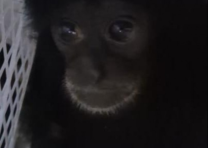 Jual Dua Ekor Siamang Lewat Facebook, Warga Jambi Diciduk Polisi