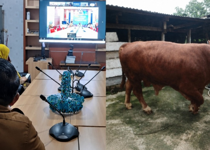 Desa Empang Benao Terima Sapi Kurban Bantuan Presiden Prabowo Seberat 826 Kg