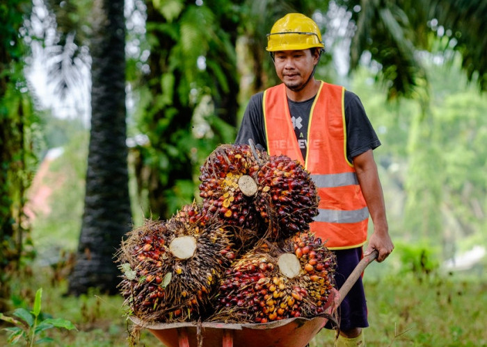 Harga TBS Sawit Bangka Tengah Merangkak Naik, Tertinggi Rp3.100/Kg, Ini Daftarnya Per 12 Juni 2026