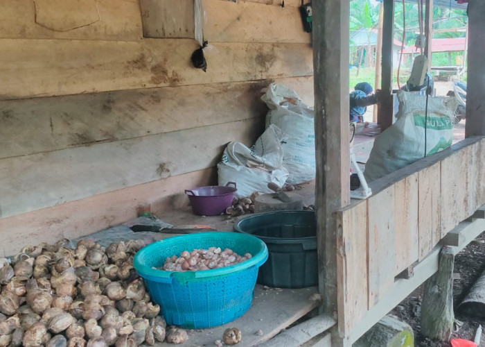 Pinang Ngelotok Tembus Rp20 Ribu per Kg