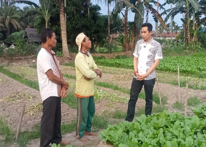 Cabup Zuwanda Kunjungi Kebun Petani Sayur di Sungai Gelam, Ini Harapan Para Petani Jika Terpilih