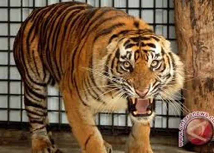 BBKSDA Riau: Harimau sumatera masuk kamp pekerja lapangan di Pelalawan