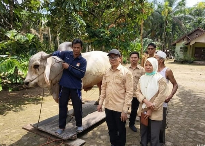 Sapi Kurban Presiden RI Dialokasikan di Masjid Raya Kampung Laut