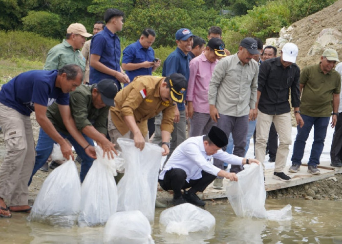 Gubernur Al Haris Tinjau Bendungan PLTA Danau Kerinci, Lepas 10.000 Benih Ikan 