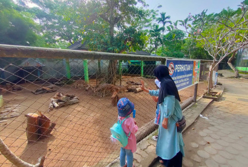 Bayi Tapir Tambah Koleksi Taman Rimba