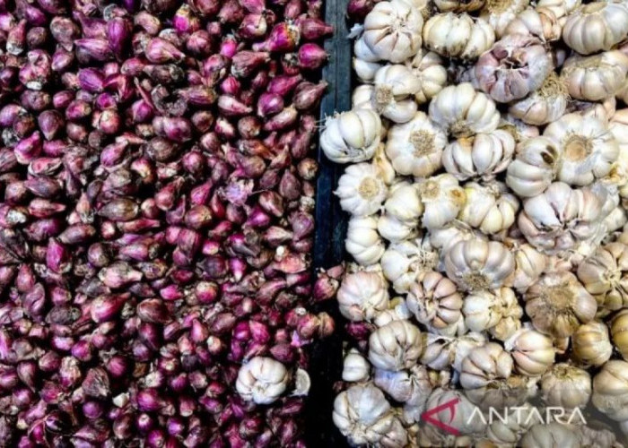 BPS: Harga Bawang Putih Turun Tipis di Awal Februari 2026
