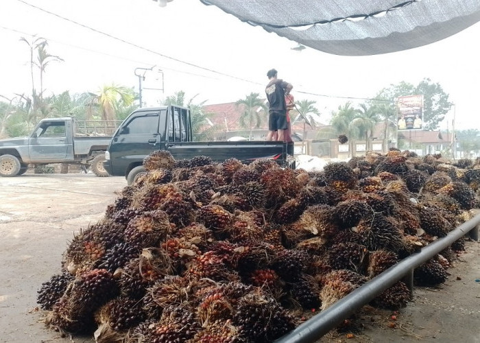 Begini Tahapan Penimbangan TBS Sawit di Muaro Jambi yang Menentukan Berat Bersih
