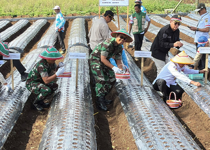 Danrem 042/Gapu Ikuti Penanaman Serentak Bawang Putih, Perkuat Percepatan Swasembada Nasional