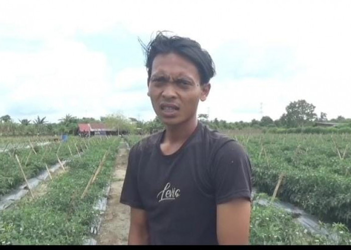 Harga Cabai Tinggi, Petani Keluhkan Buah Cabai Diserang Hama Jamur dan Banyak Membusuk. 