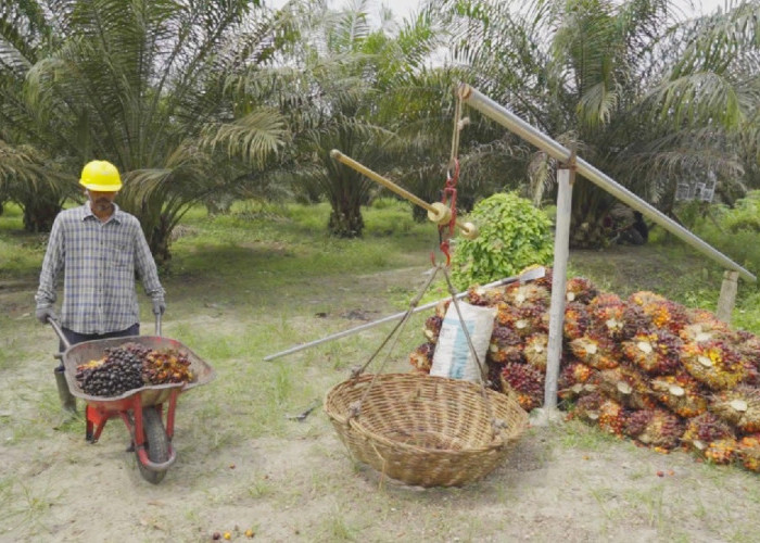 PTPN IV PalmCo Dorong Kesejahteraan Petani Lewat Serapan Maksimal TBS dan Edukasi Berkelanjutan