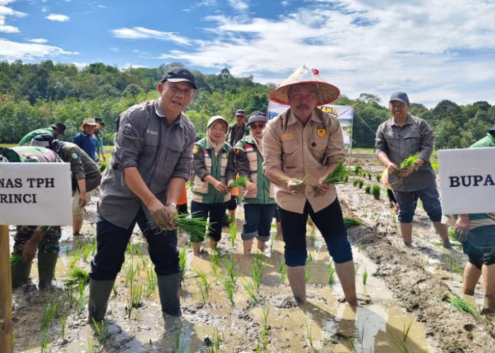 Bupati Kerinci Turun ke Sawah, Dorong Swasembada Benih